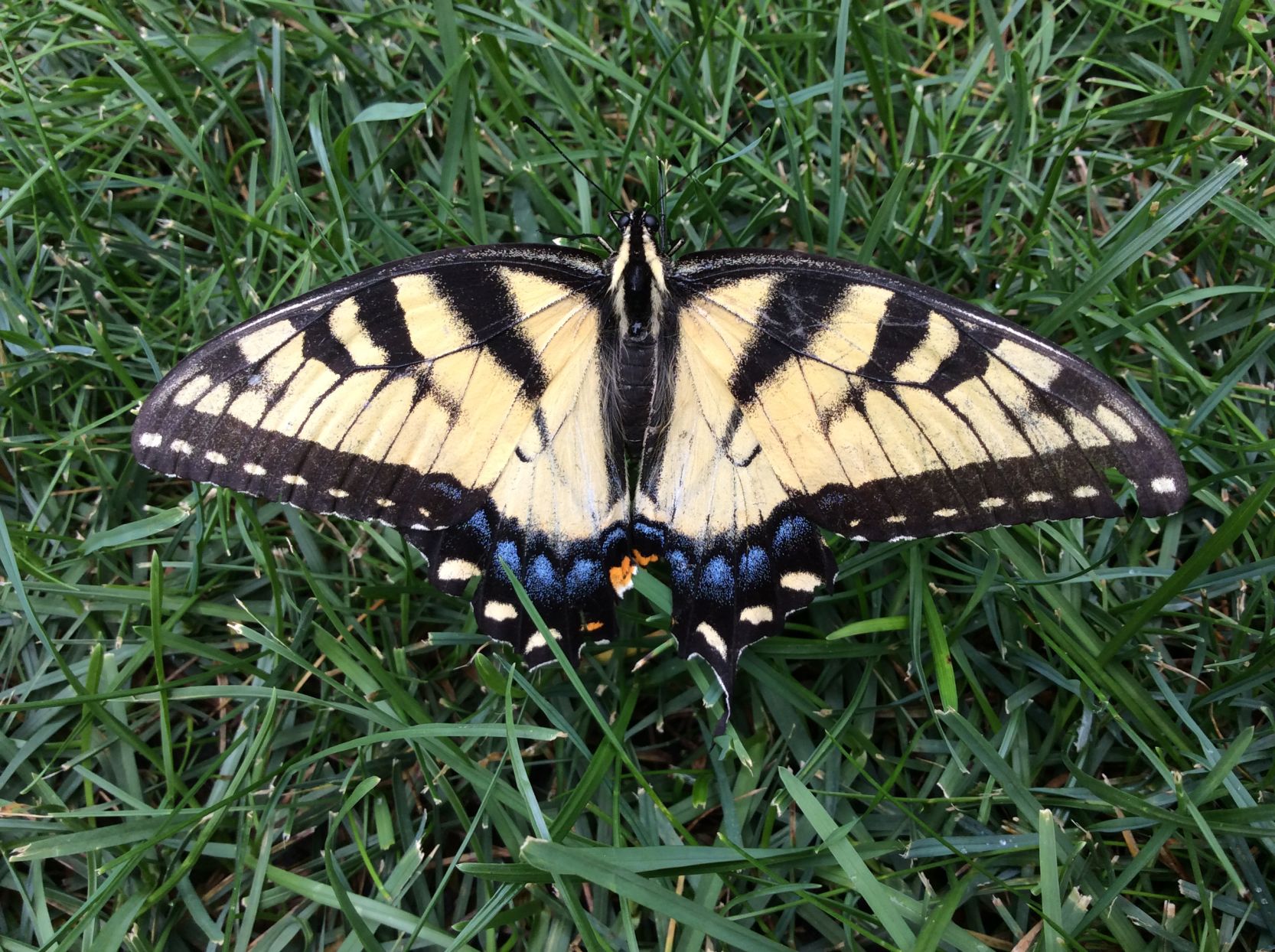 Eastern tiger swallowtail
